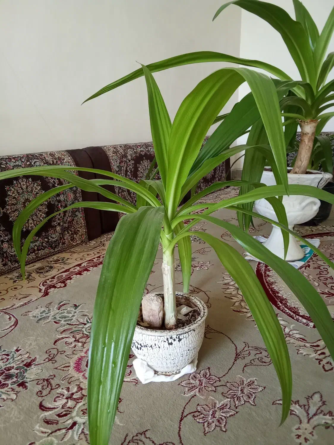 فروش گل‌های ذرتی|گل و گیاه طبیعی|فسا, |دیوار