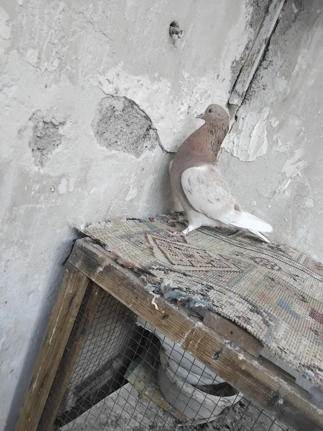 کفتر|پرنده|پاکدشت, پاکدشت (مامازند)|دیوار