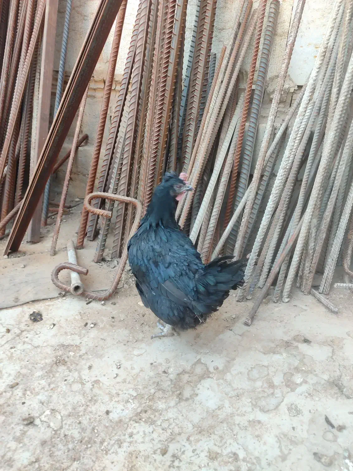 فروش مرغ و خروس محلی|حیوانات مزرعه|شیراز, محمدیه|دیوار