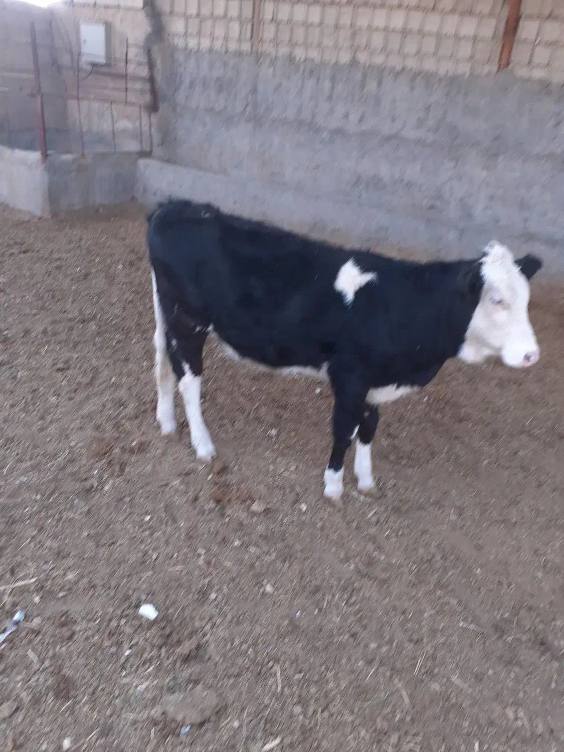 نوکل سمینتال|حیوانات مزرعه|دره شهر, |دیوار