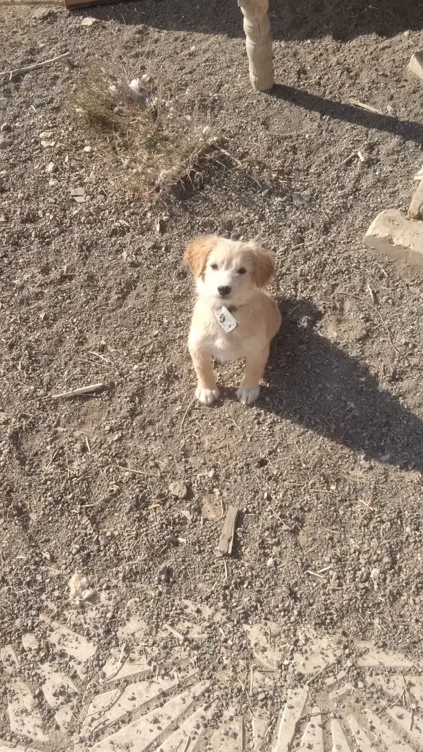 واگذاری سگ پاکوتاه|سگ|کاشان, راوند|دیوار