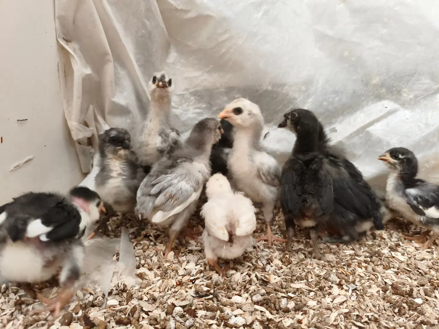 جوجه مرغ گلین|حیوانات مزرعه|تهران, ده‌ونک|دیوار