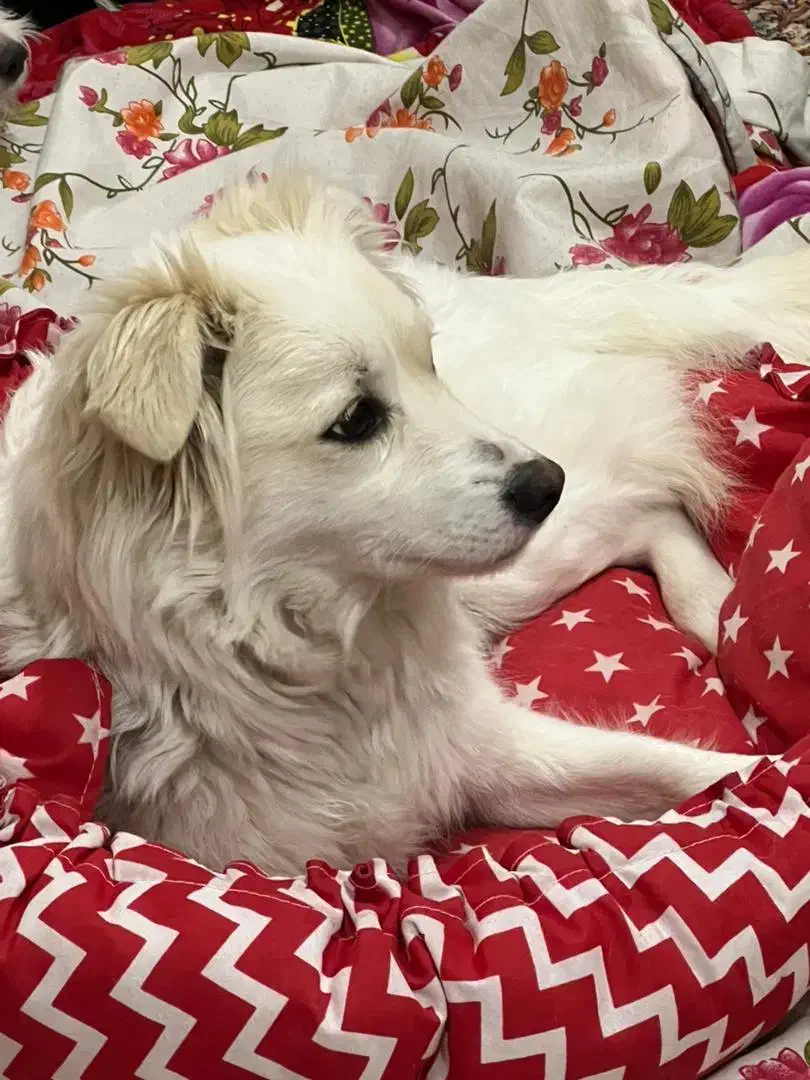 سگ نژاد اشپیتزه|سگ|تبریز, |دیوار