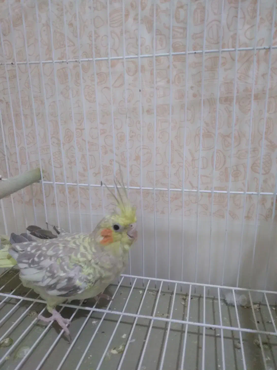 600 تومان|پرنده|شوشتر, |دیوار