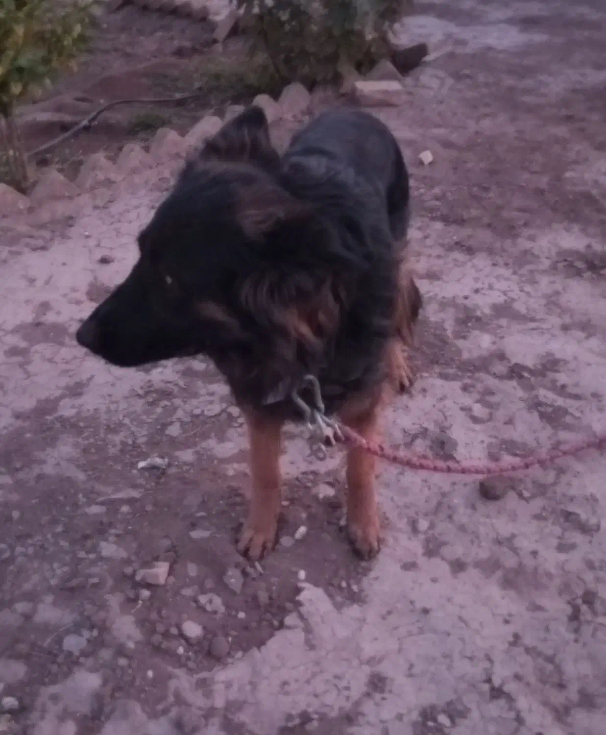 فروش ژرمن ومعاوضه|سگ|رفسنجان, |دیوار