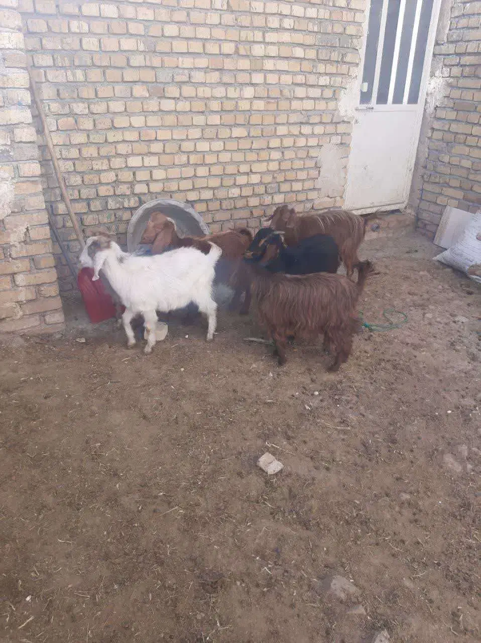 شیش‌راس بزغاله‌‌دونی‌۴‌تومان‌مخصوص‌قربانی‌‌وداشت|حیوانات مزرعه|اراک, |دیوار