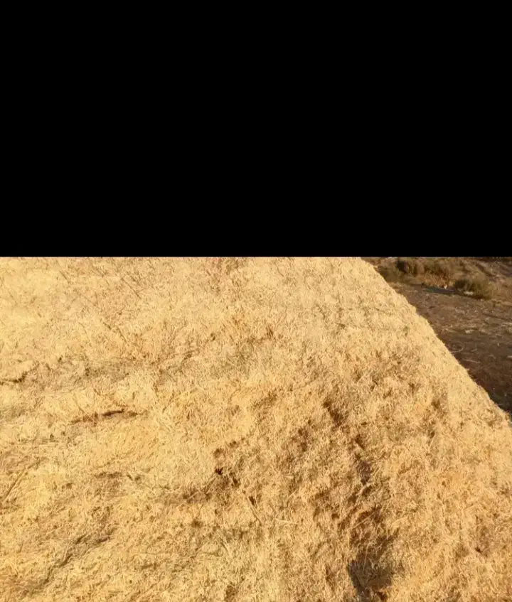 کاه دیم|حیوانات مزرعه|کلیائی, |دیوار