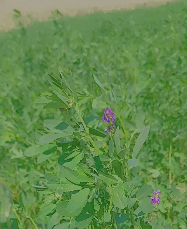 اجاره زمین کشاورزی|اجارهٔ دفتر صنعتی، کشاورزی، تجاری|شیروان (لرستان), |دیوار