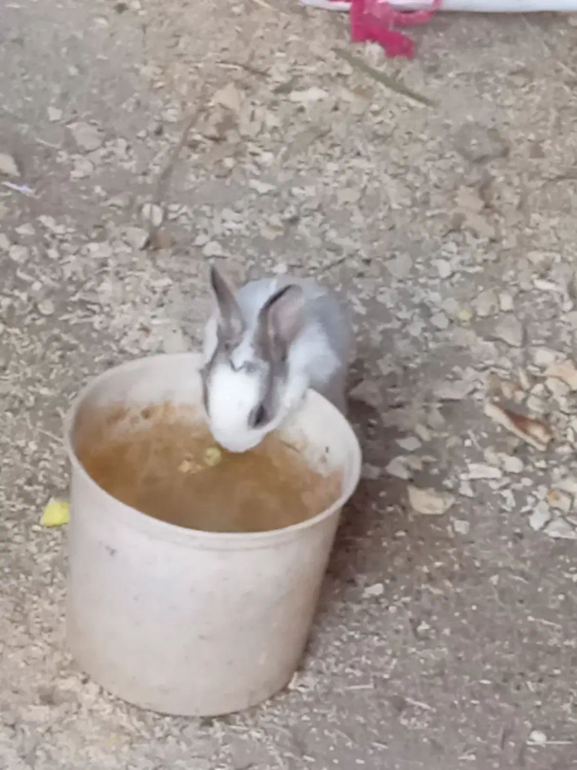 بچه خر گوش زرنگ سالم. م قشلاق چرخلو|موش و خرگوش|رامند, |دیوار