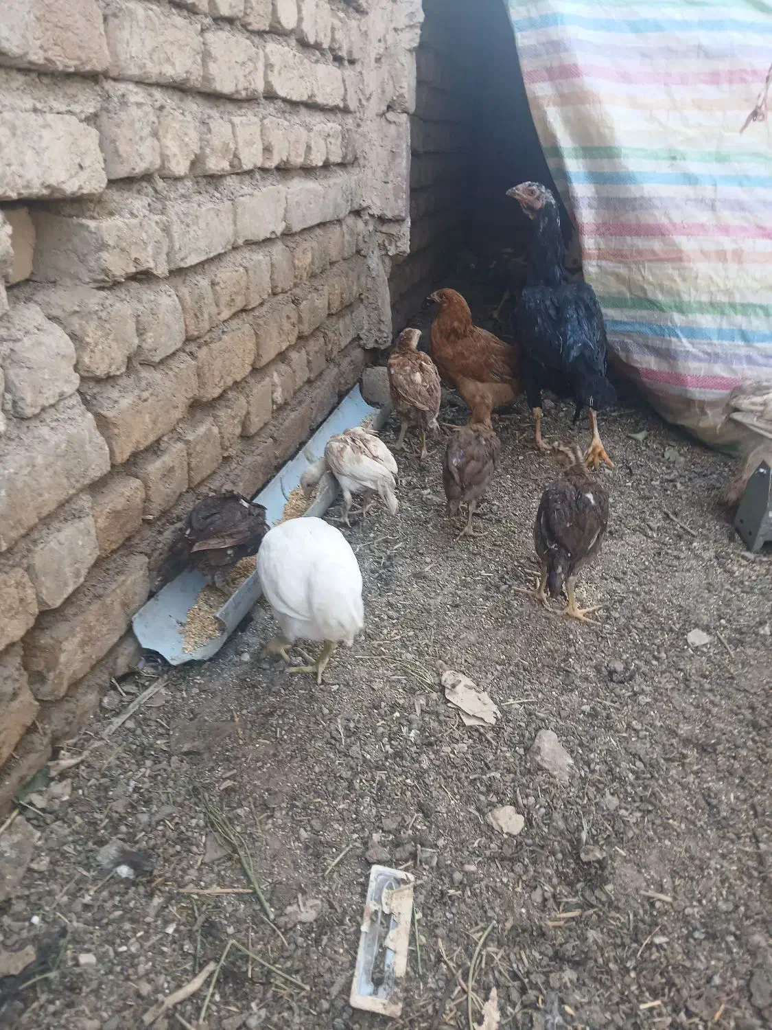 جوجه لاری و بوقلمون و جوجه مرغی|حیوانات مزرعه|الوند, |دیوار