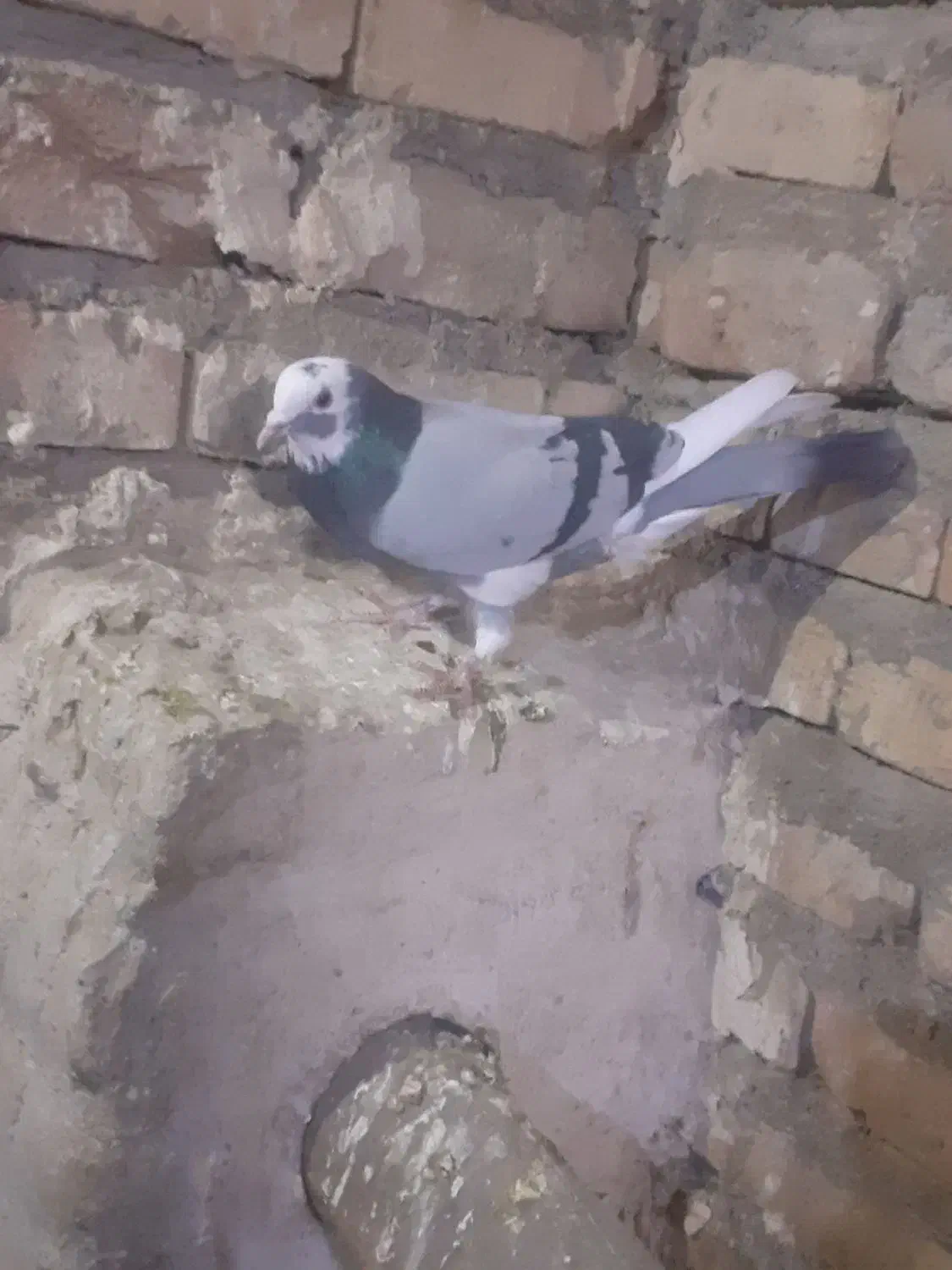 کبوتر|پرنده|خوی, |دیوار