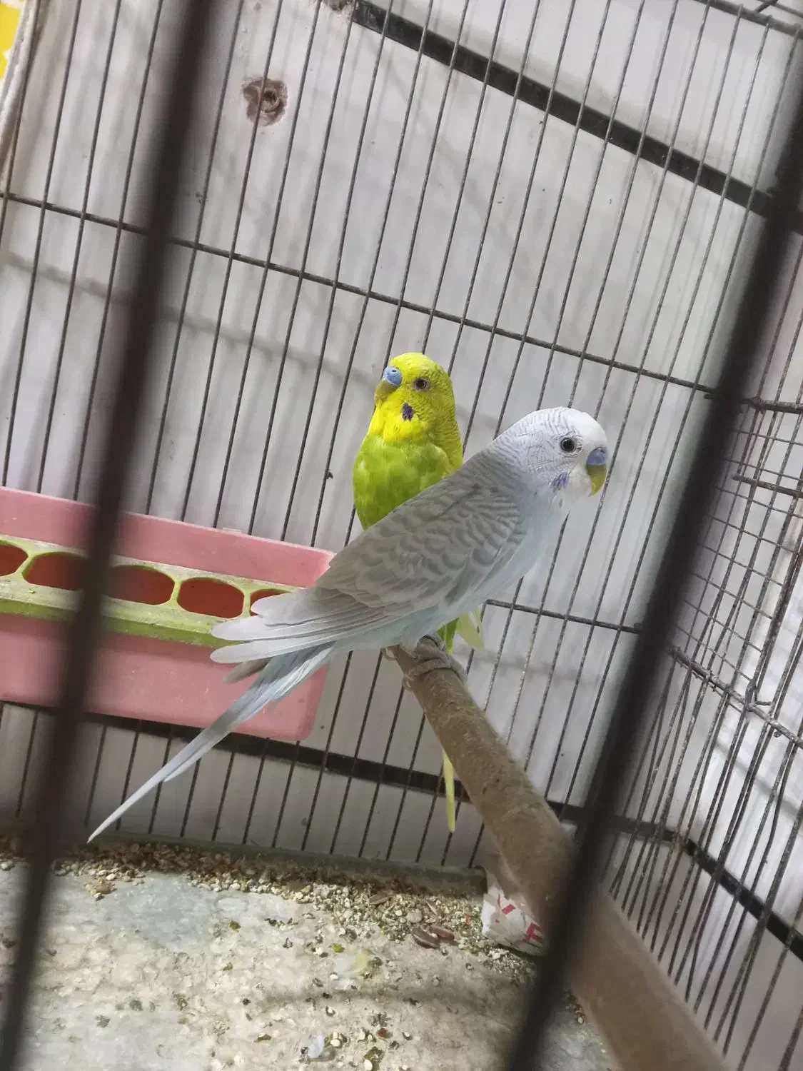 اسپانگل|پرنده|کارون, |دیوار