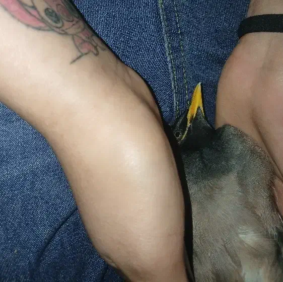 جوجه مینا نر رام و چلوندنی|پرنده|تهران, کیانشهر|دیوار