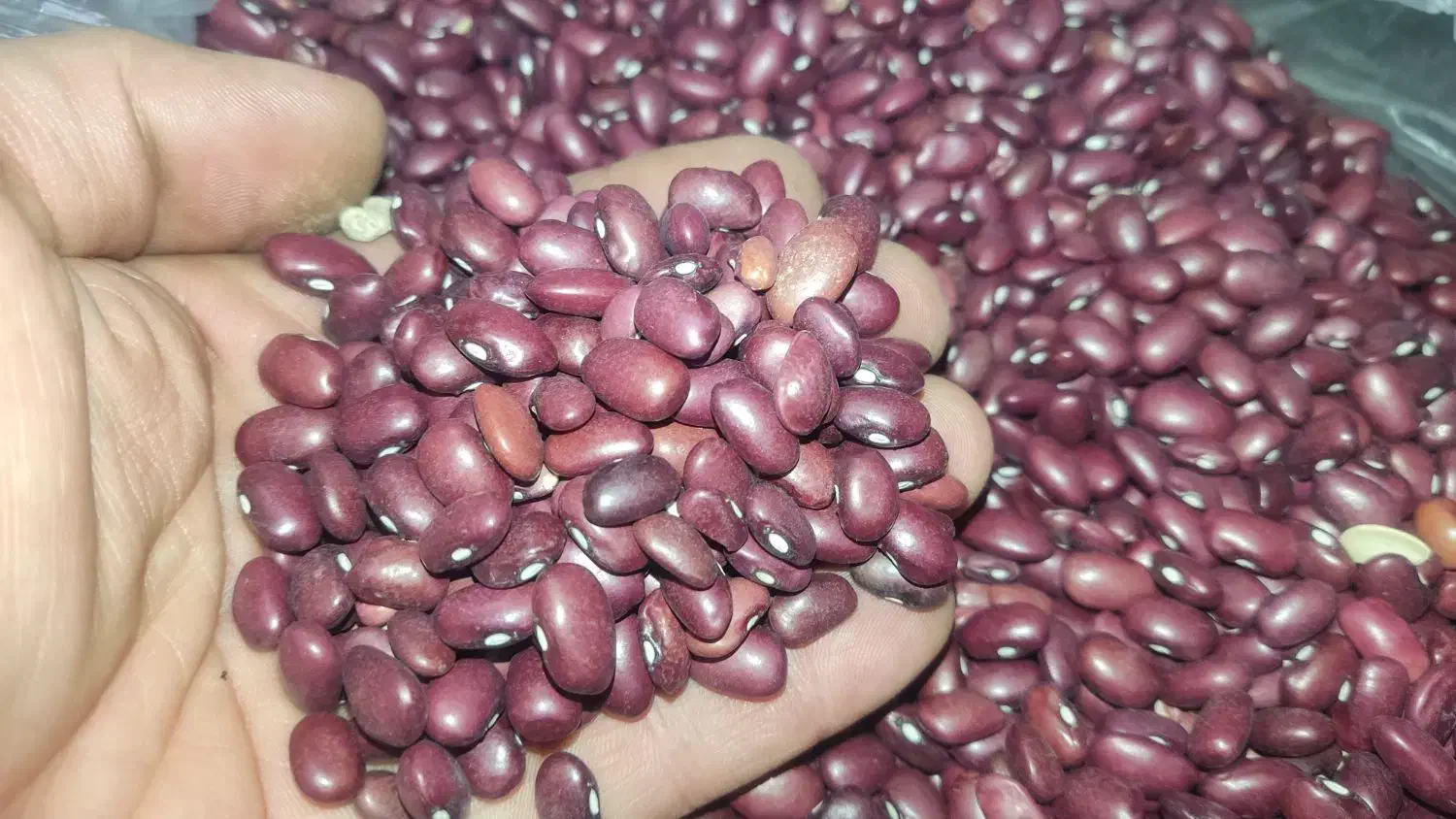 لوبیا ، نخود،  لپه ، عدس ، گندم|خوردنی و آشامیدنی|کرج, مصباح|دیوار