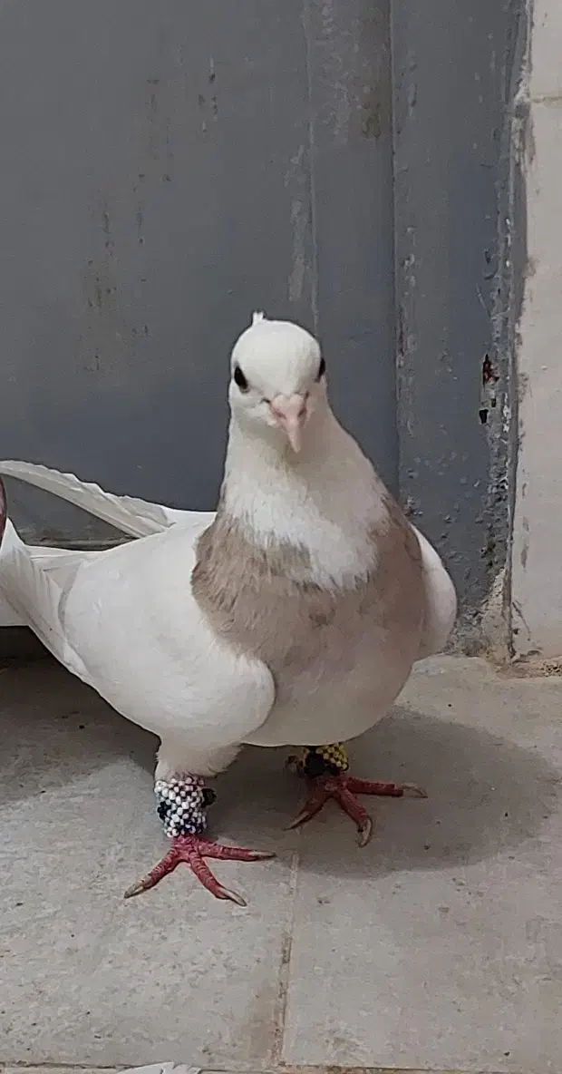 هفت عدد طوقی درجه یک|پرنده|کرمانشاه, |دیوار