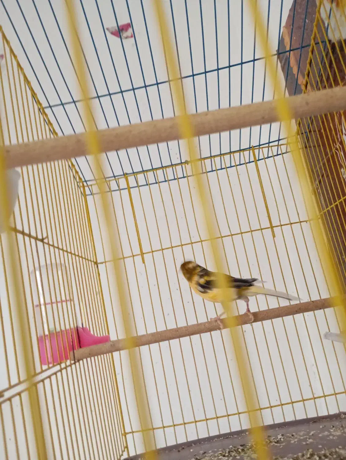 قناری نر|پرنده|بم, |دیوار