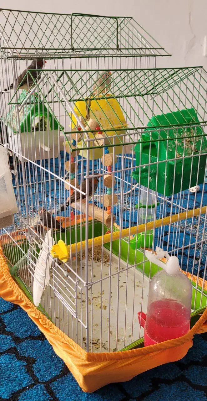 6عدد فنج نر و ماده نر و ماده همراه تخم|پرنده|صحنه, |دیوار