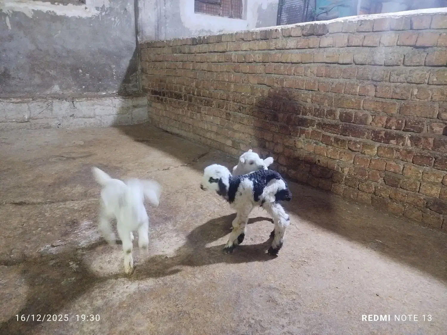 بزغاله|حیوانات مزرعه|بروجرد, |دیوار