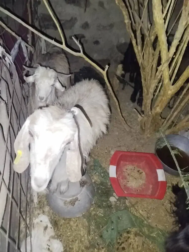 گوسفند|حیوانات مزرعه|ایرانشهر, |دیوار