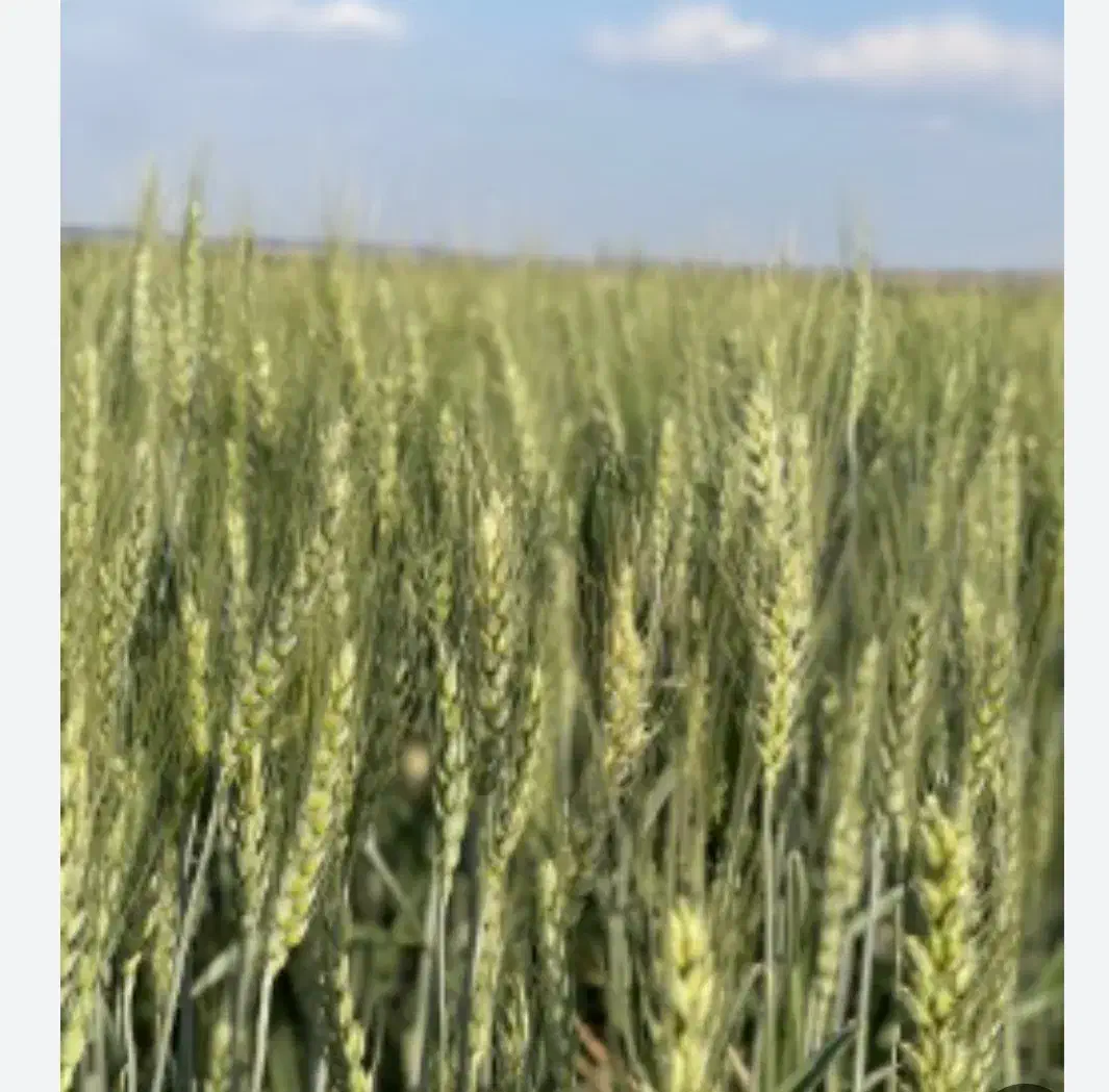 گندم قابوس|خدمات باغبانی و درختکاری|گیلان غرب, |دیوار