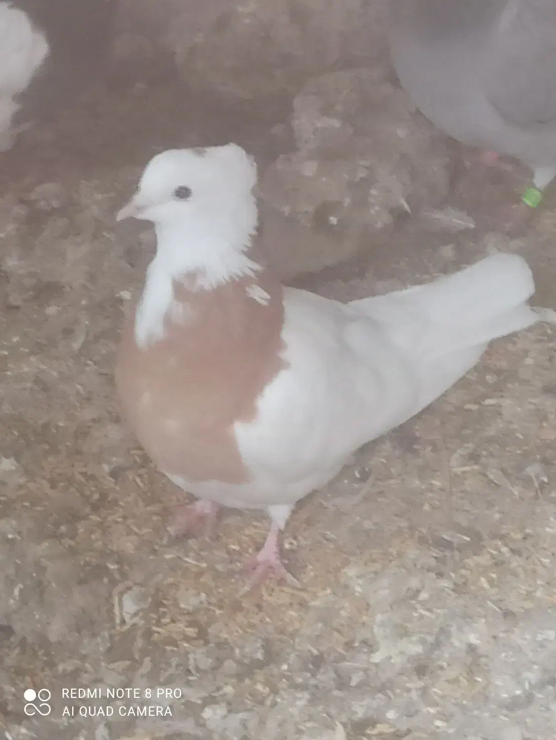 طوقی|پرنده|تیکمه داش, |دیوار