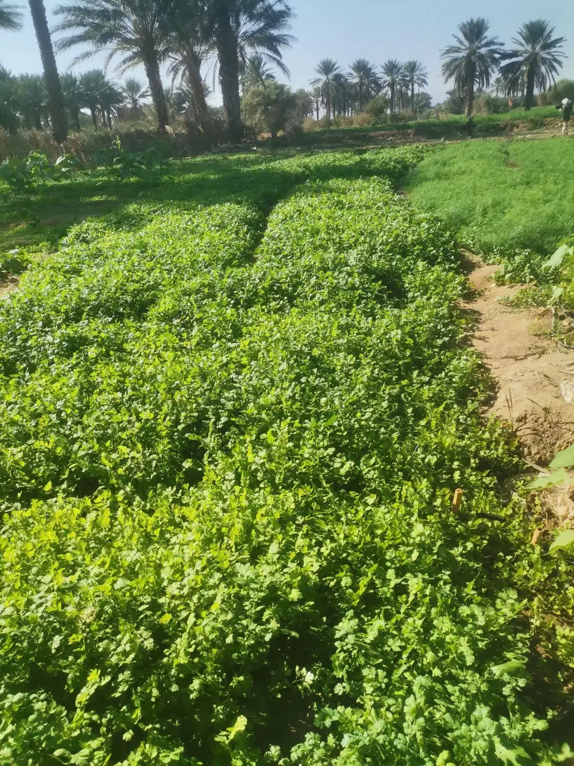 سبزی گشنیز و شوید|خوردنی و آشامیدنی|جیرفت, |دیوار