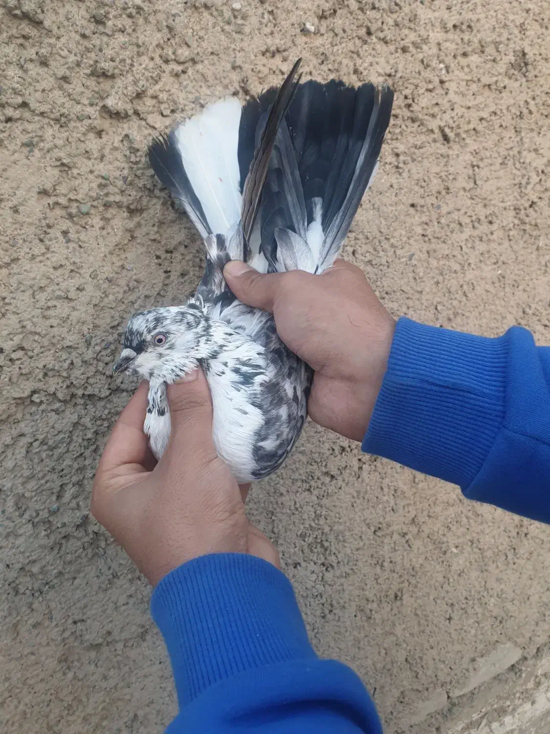 نر دسپر قوچی کاکلی|پرنده|ری, دیلمان|دیوار