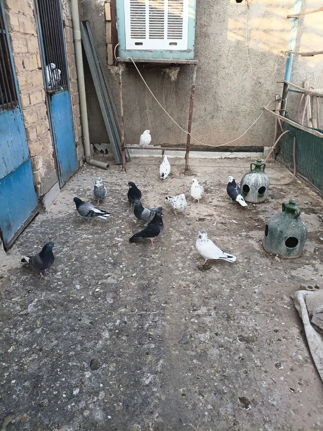 کبوتر|پرنده|پیشوا, |دیوار