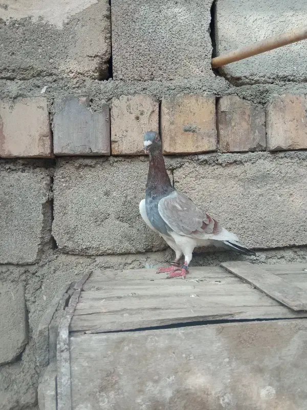 کبوتر|پرنده|آشخانه, |دیوار