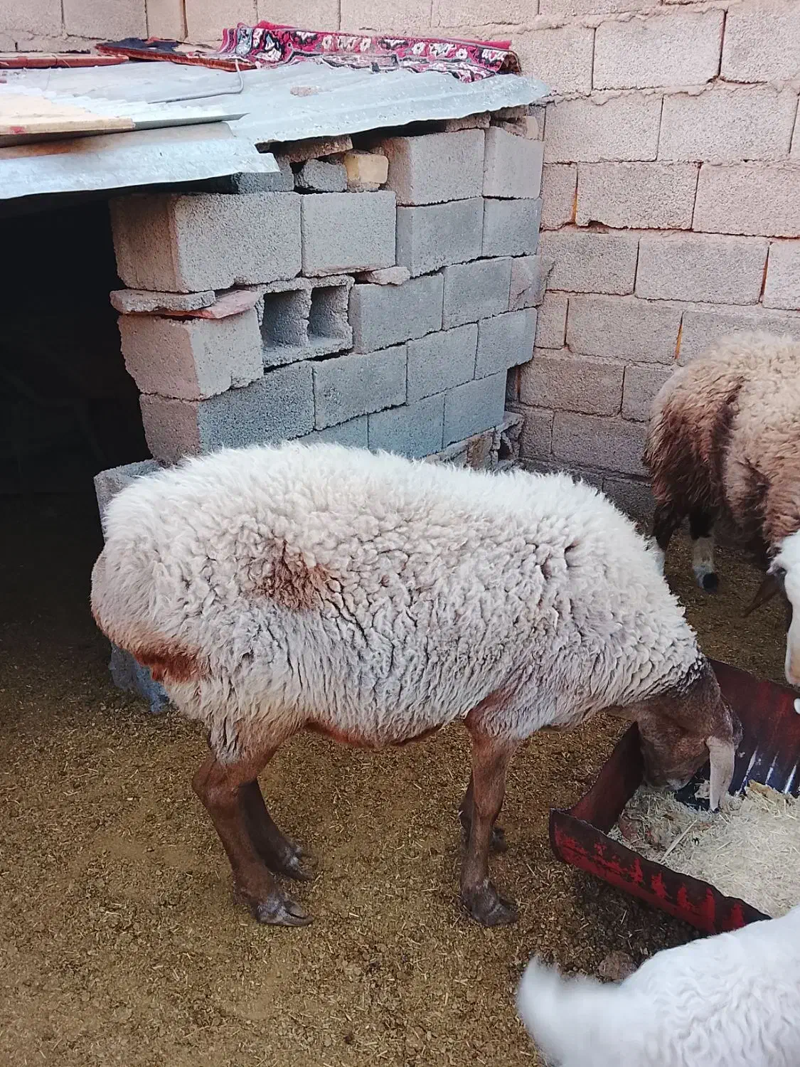 میش چینی آبستن|حیوانات مزرعه|کرمان, |دیوار