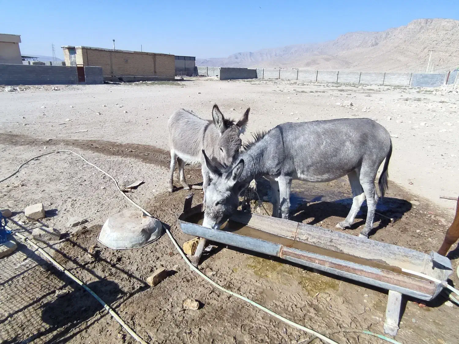 الاغ|حیوانات مزرعه|شیراز, داریون|دیوار