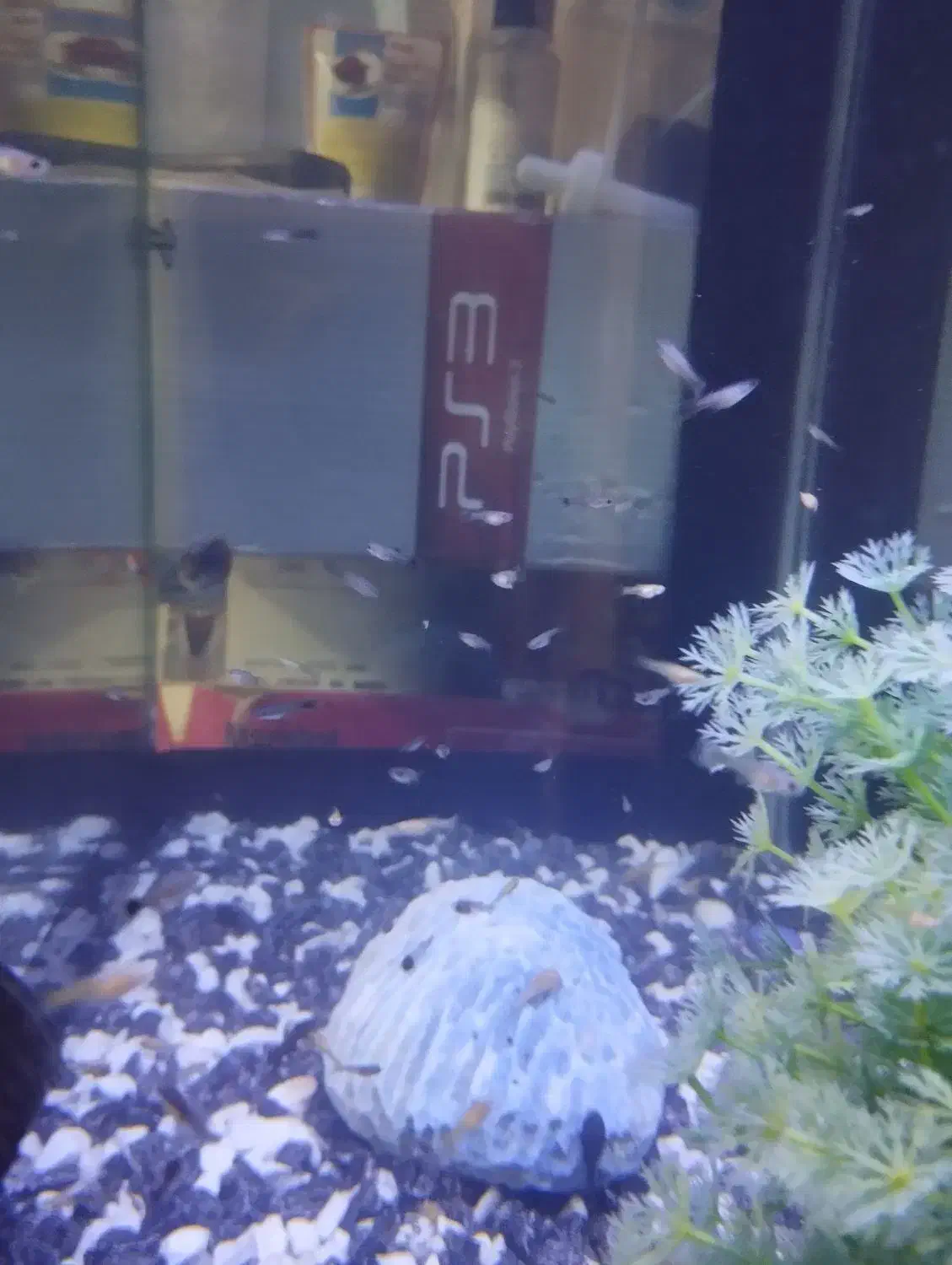 ماهی گوپی|ماهی|کرمانشاه, |دیوار