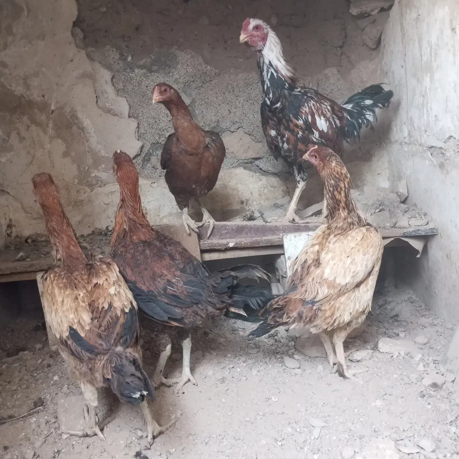 فروش و معاوضه مرغ و خروس لاری با کفتر|پرنده|تربت‌حیدریه, کلاته توکلی|دیوار