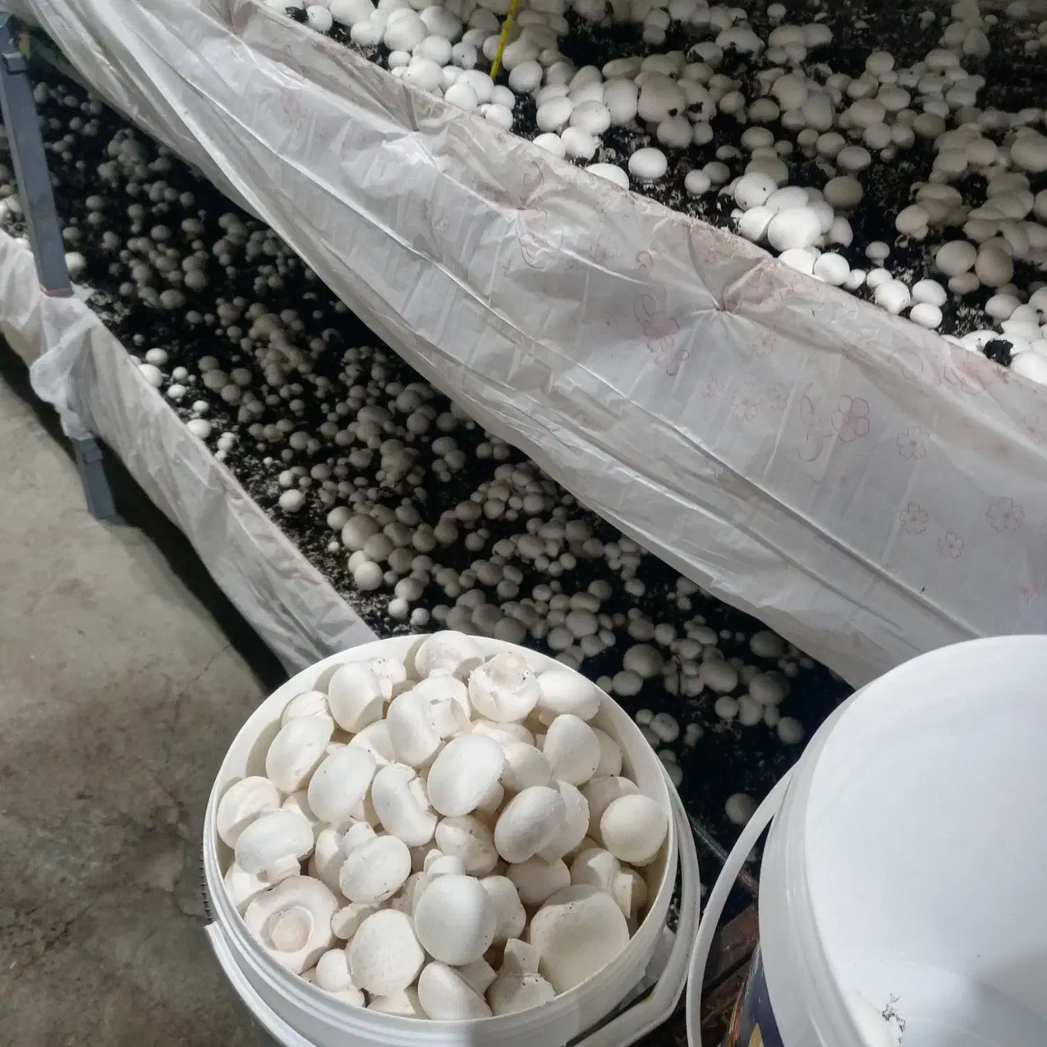 فروش تجهیزات پرورش قارچ در حد نو|ماشین‌آلات صنعتی|کرمان, |دیوار