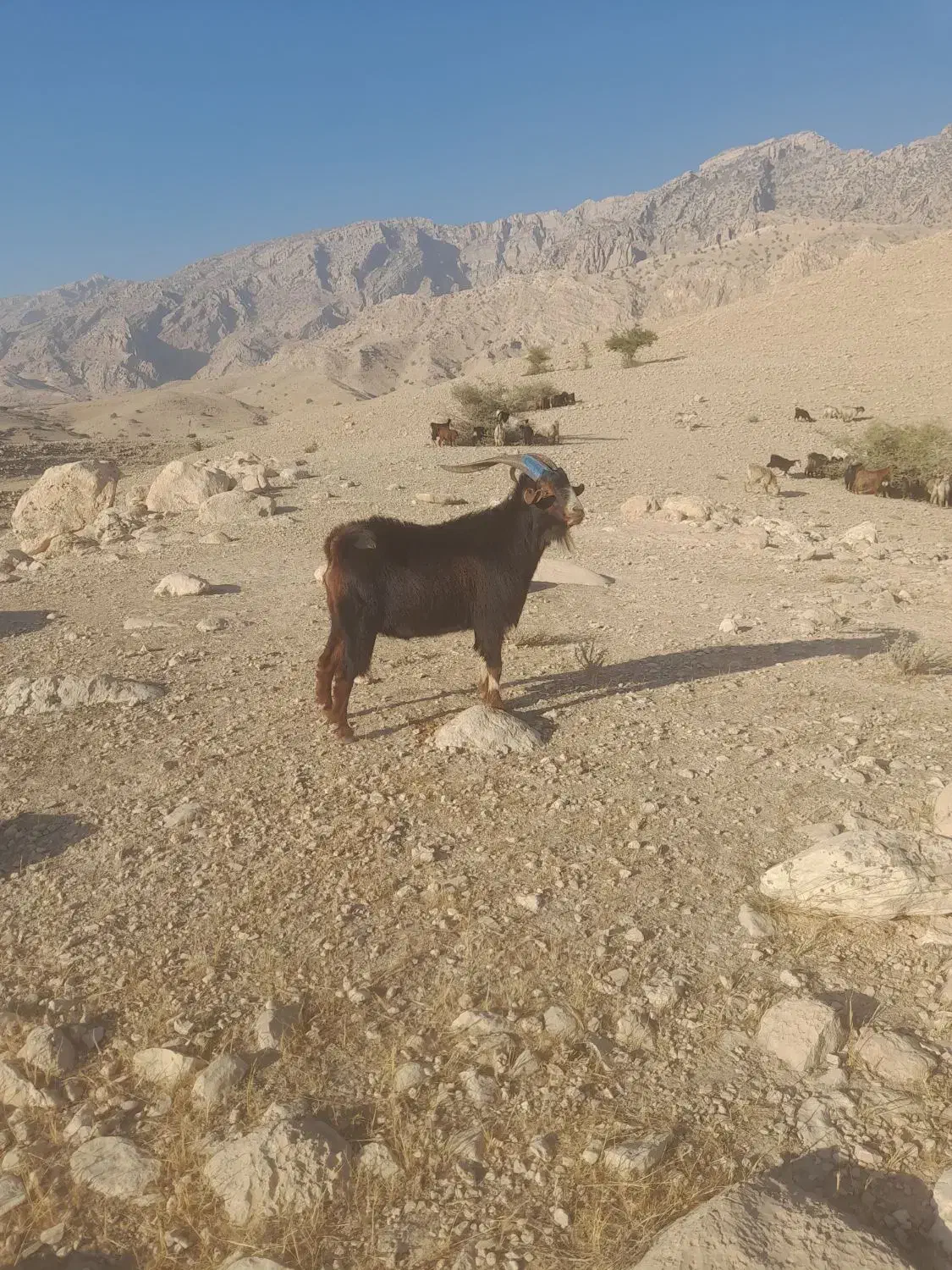 شحاز گلهرون|حیوانات مزرعه|لیکک, |دیوار