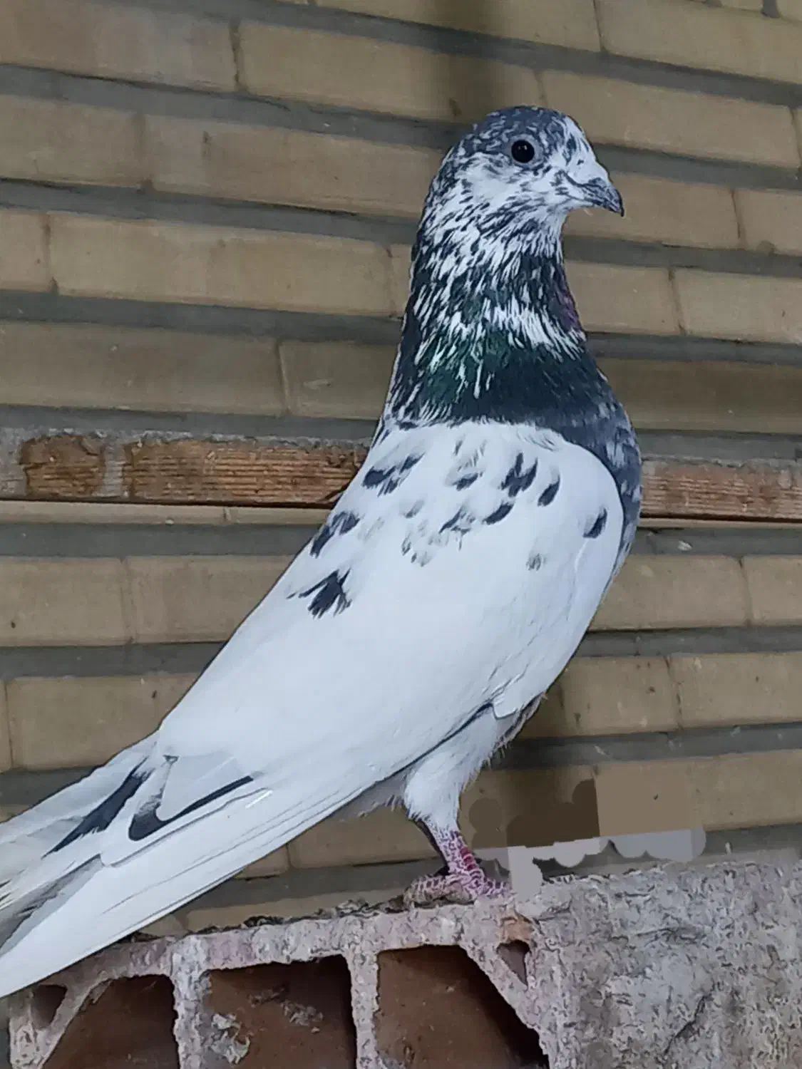 کفتر|پرنده|ری, شهادت|دیوار