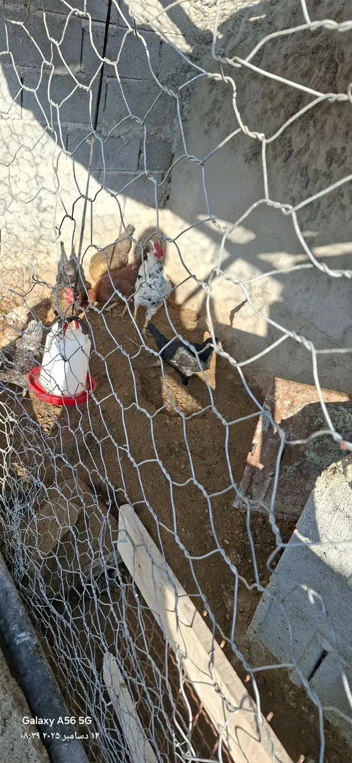 مرغ و خلنگ گلین|حیوانات مزرعه|فسارود, |دیوار