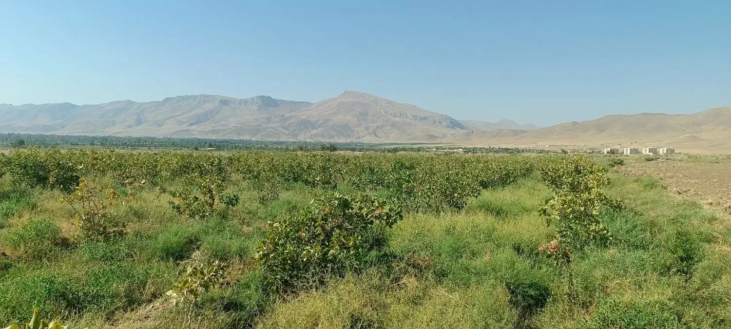 باغ پسته|خدمات باغبانی و درختکاری|انزل, |دیوار