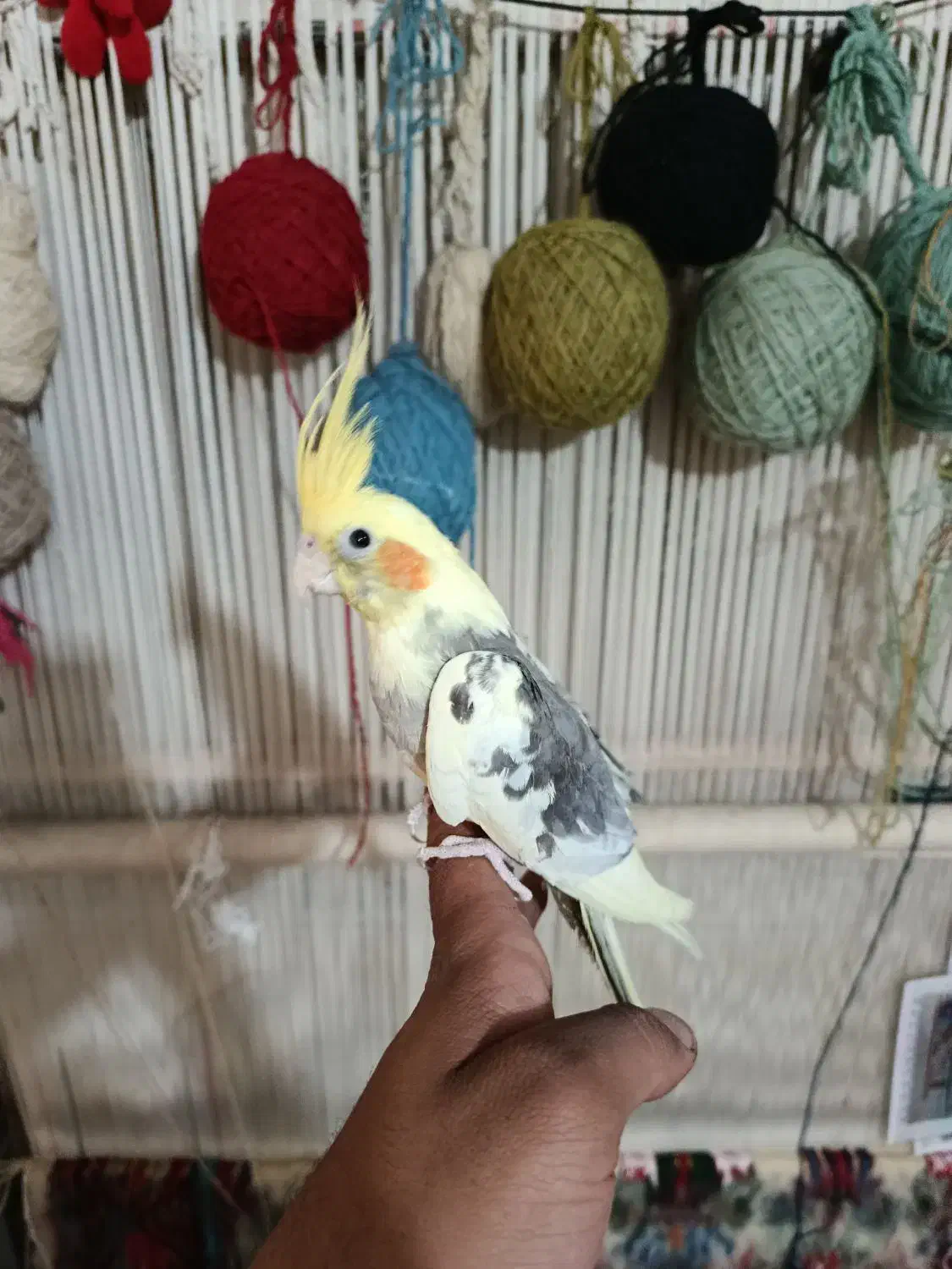 جوجه عروس|پرنده|قرچک, مهدیه|دیوار