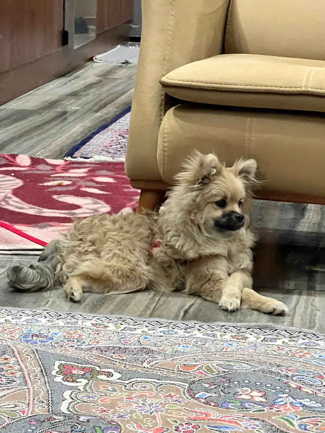 فروش فوری بعلت مهاجرت|سگ|یزد, |دیوار