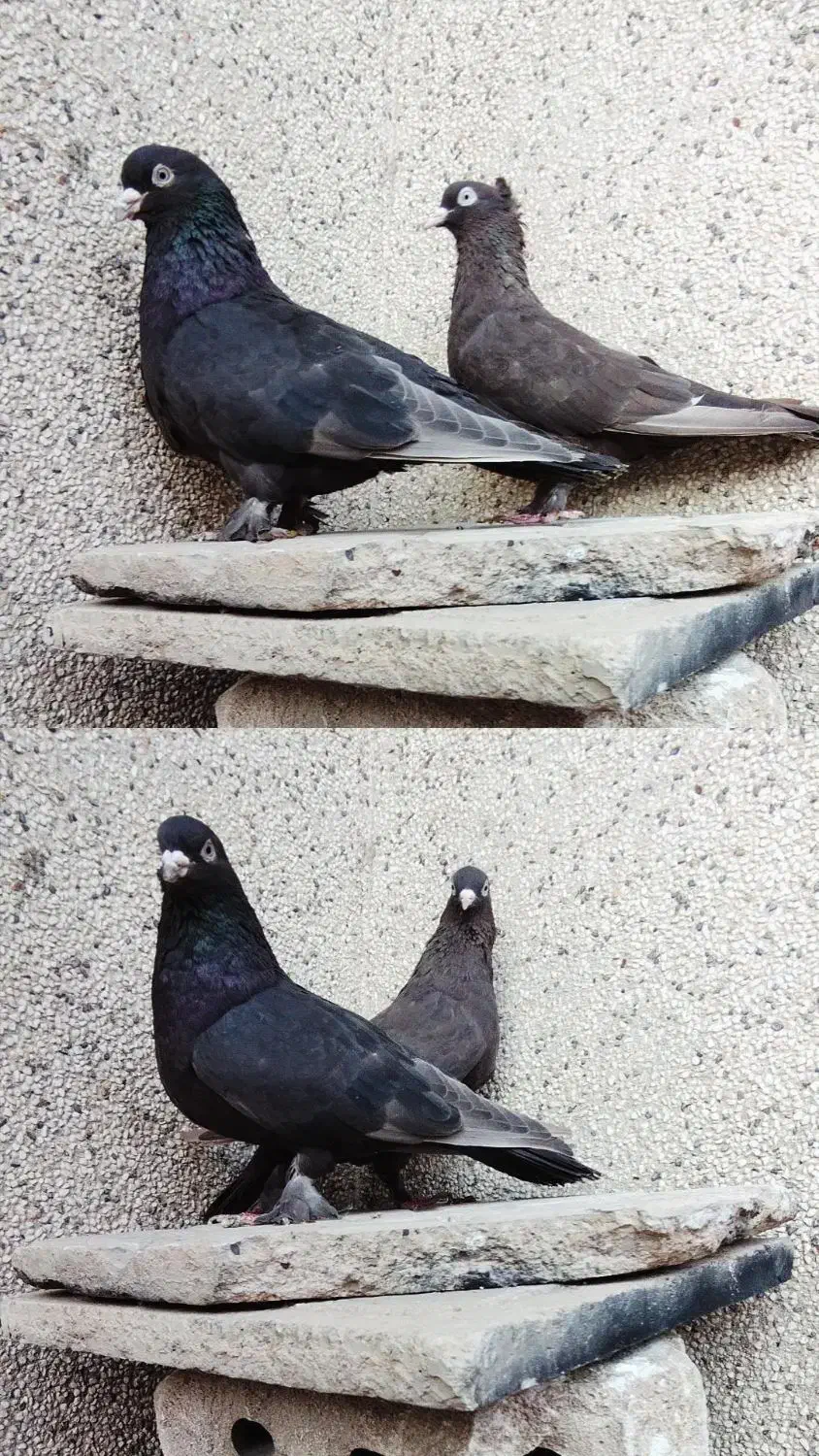 نروماده سرکه ای|پرنده|شیراز, شهدای شهرک سعدی|دیوار