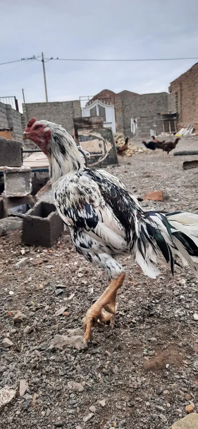 خروس لاری|حیوانات مزرعه|سبزوار, شهرک جهاد|دیوار