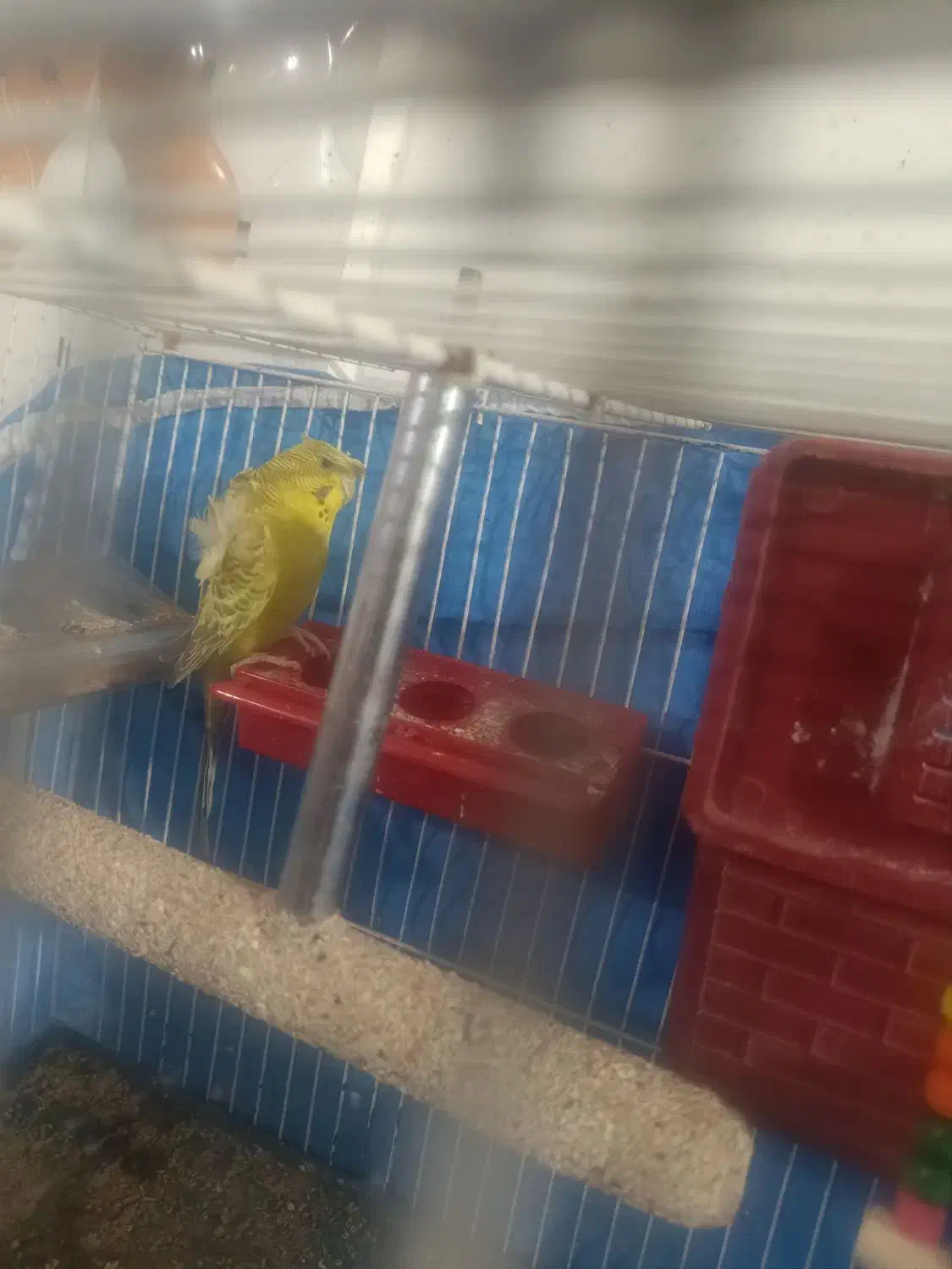 مرغ عشق پروانه ی ماده معامله با پرنده|پرنده|جیرفت, |دیوار