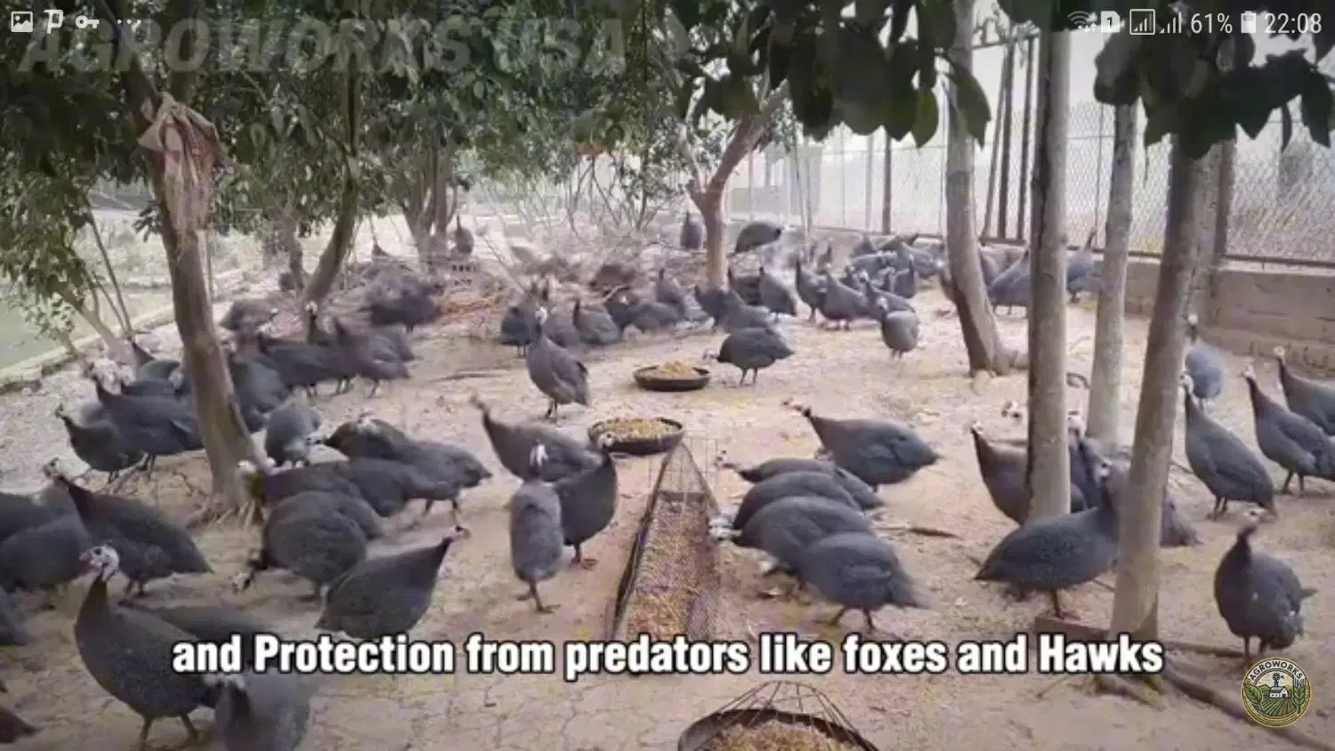 خروس محلی و مرغ تخم گذار|حیوانات مزرعه|خنج, |دیوار