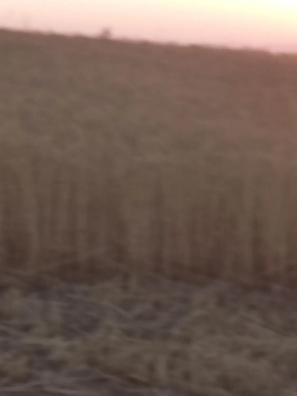 گندم کودشت|عمدهفروشی|آشخانه, |دیوار