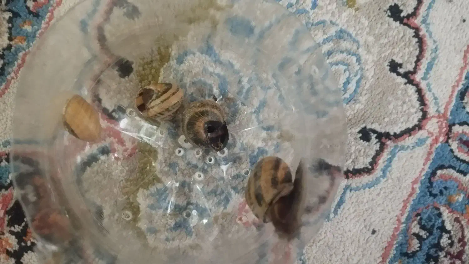 حلزون|خزنده|بیرجند, |دیوار