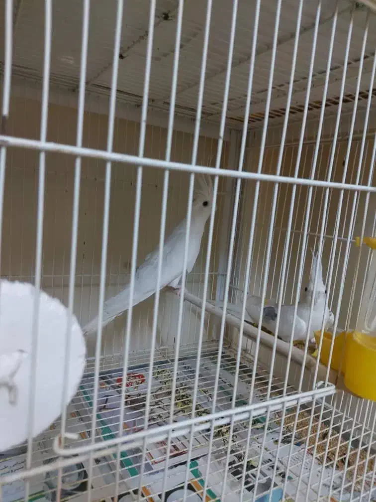 یک جفت عروس هلندی آلبینو مولد|پرنده|گرگان, |دیوار