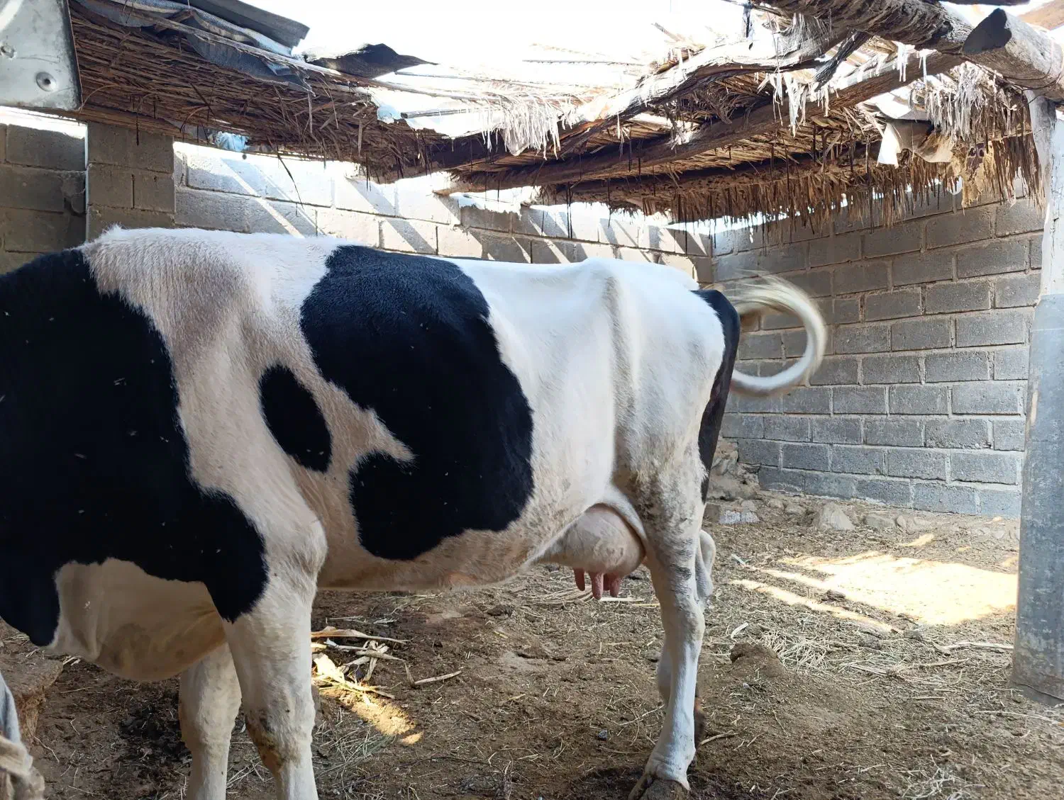 گاو و گوساله سمینتال|حیوانات مزرعه|بیکاه, |دیوار
