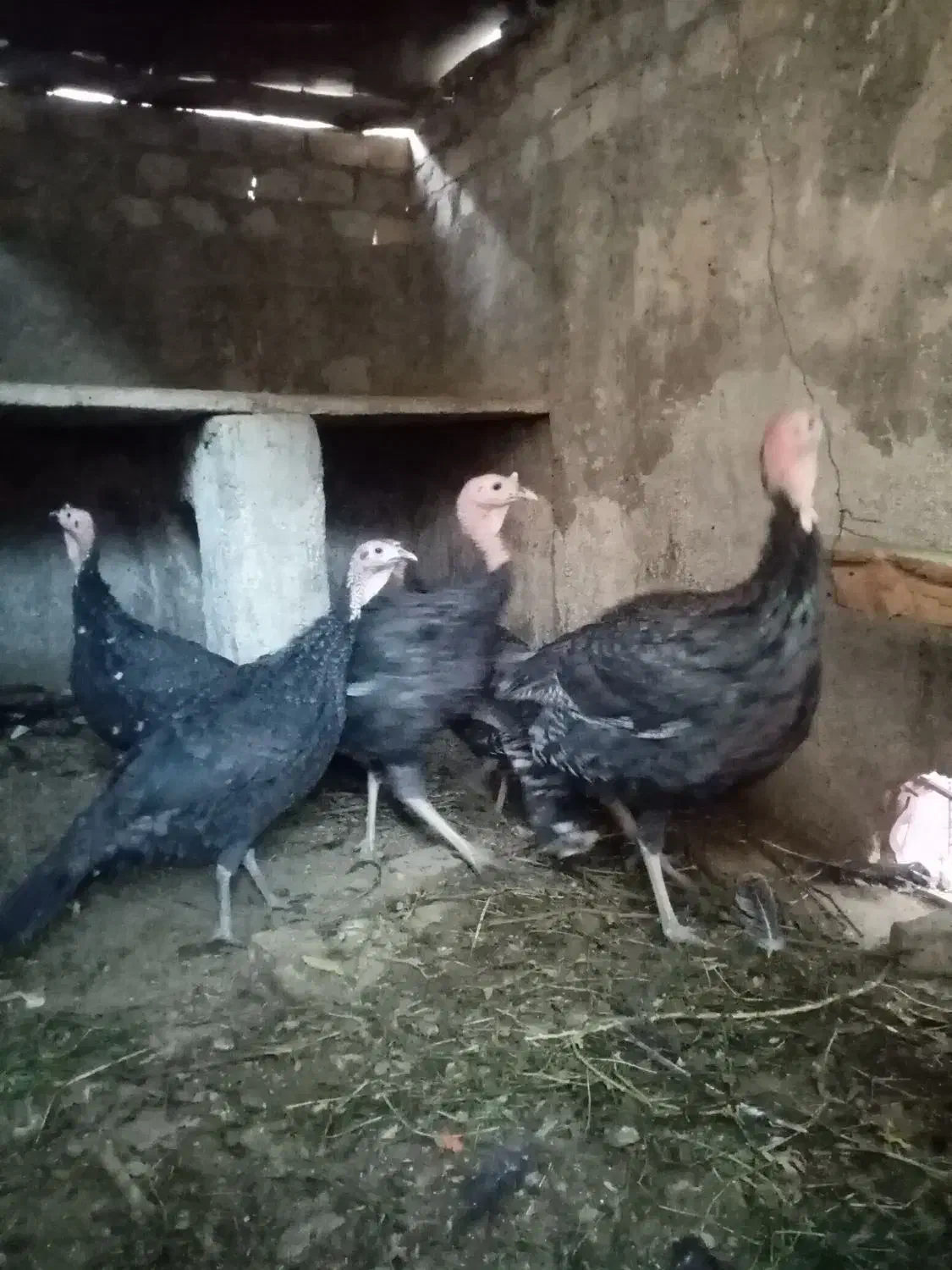 بوقلمون|حیوانات مزرعه|اردکان, |دیوار