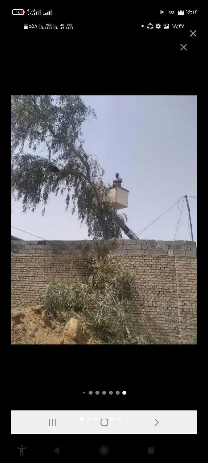 حرس و برش درخت|خدمات باغبانی و درختکاری|تهران, تهرانسر شمالی|دیوار